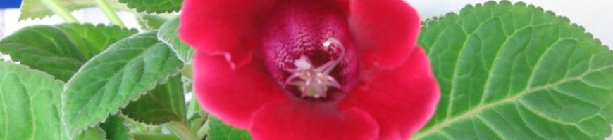 gloxinella
