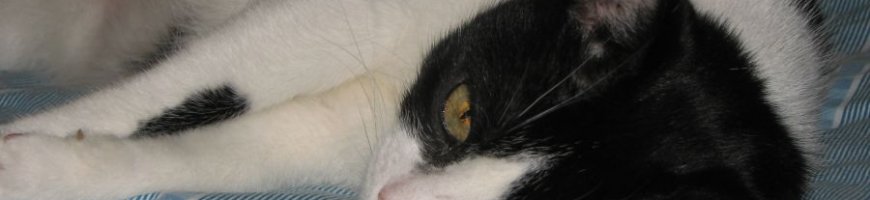 siesta