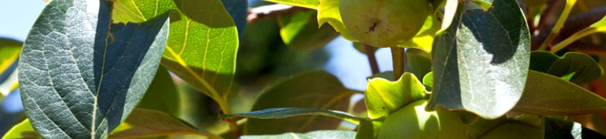 diospyros-lotus-1350ew