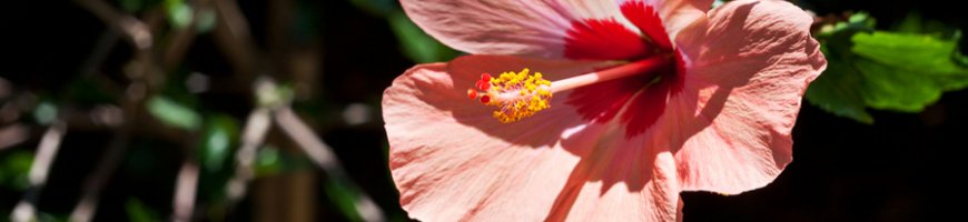 hibiscus-1358ew