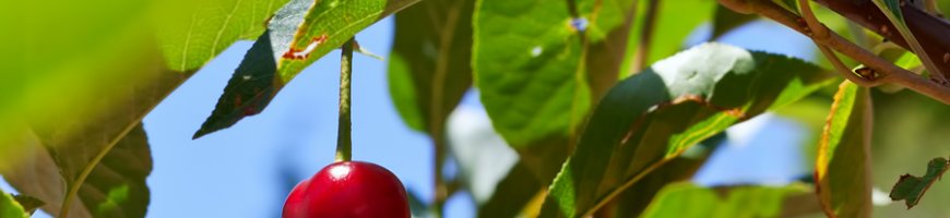 prunus-cerasus-1351ew
