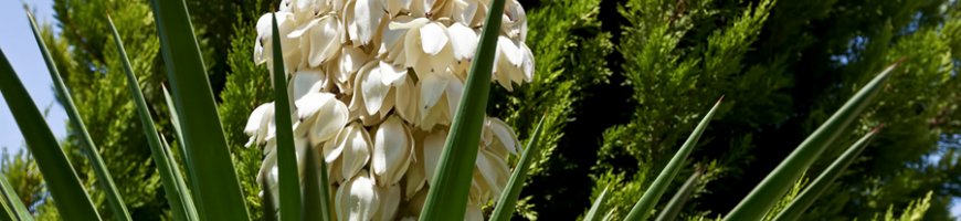 yucca-1341ew