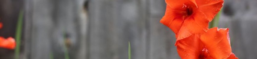 gladiole