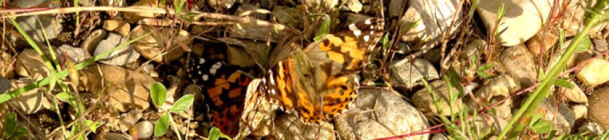 img_2413lr