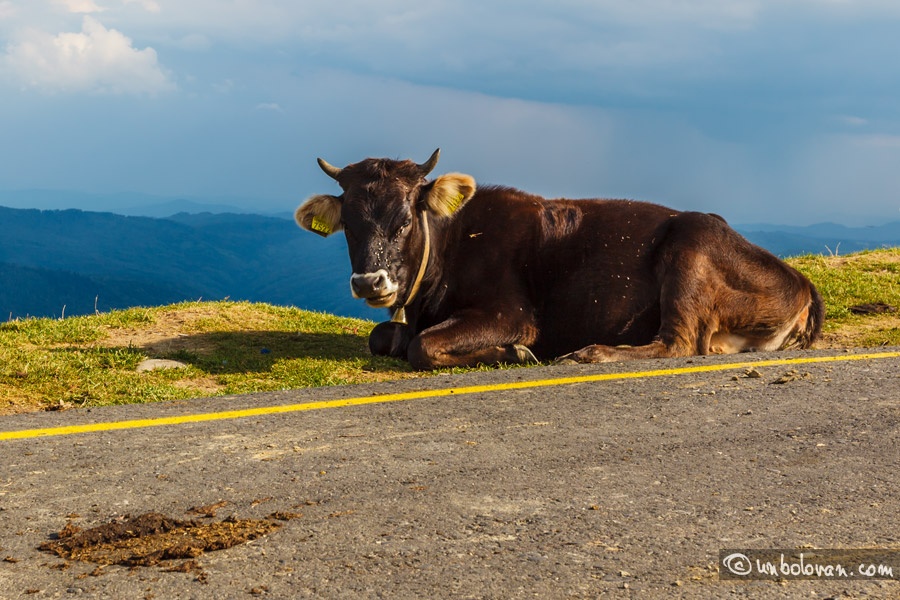 vaca2